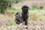BOUVIER DES FLANDRES 181